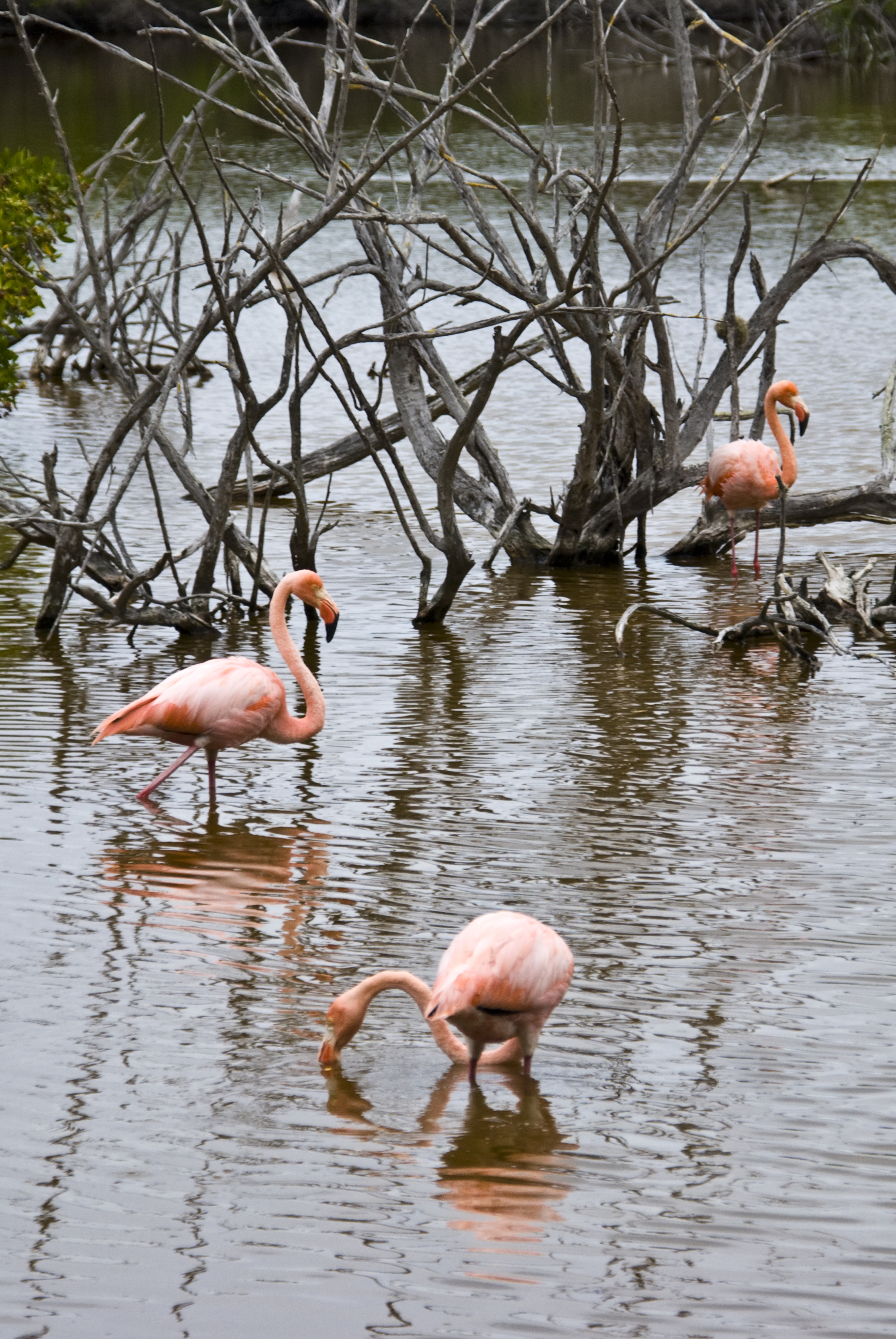 Flamingos
